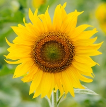 Girasole